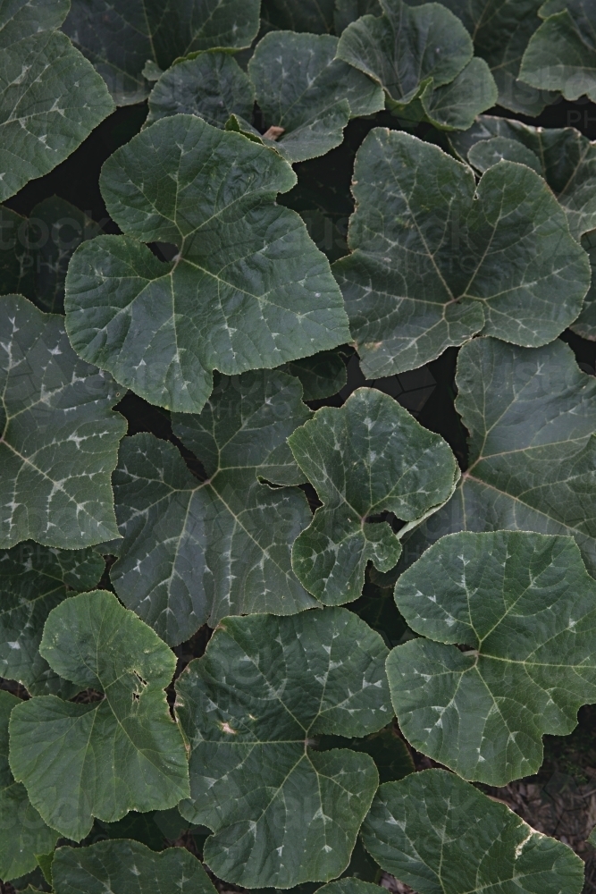 Close up of pumpkin leaves - Australian Stock Image