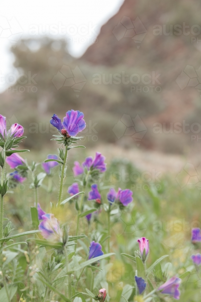 Close-up of purple flowers in the wild Paterson's curse - Australian Stock Image