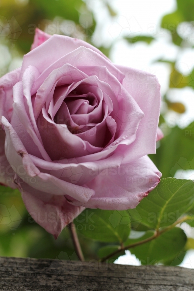 Close up of purple rose - Australian Stock Image