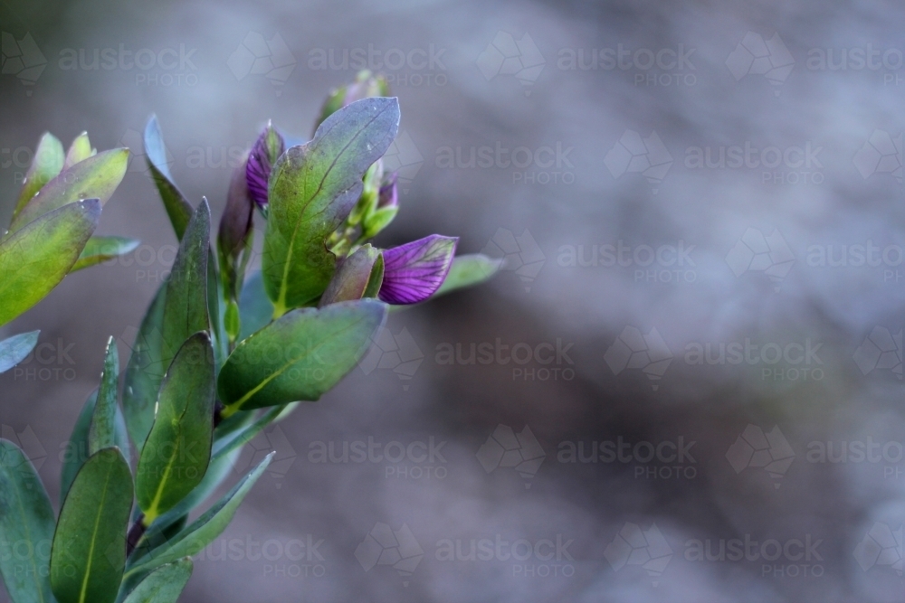 Close up of purple sweet pea bush - Australian Stock Image