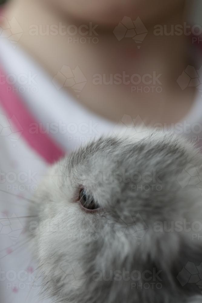 Close up of rabbit being held by young girl - Australian Stock Image