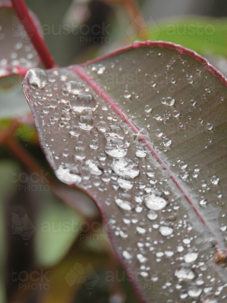 Close up of Raindrops beading on a gumleaf - Australian Stock Image