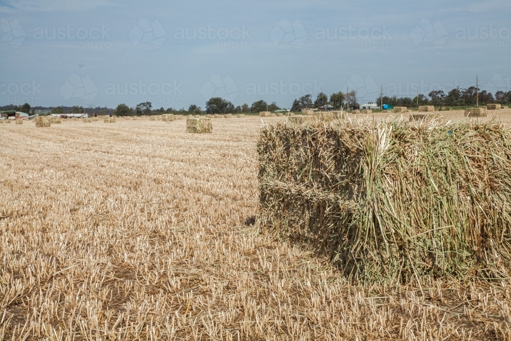 Close up of rectangular oat straw hay bale in paddock - Australian Stock Image