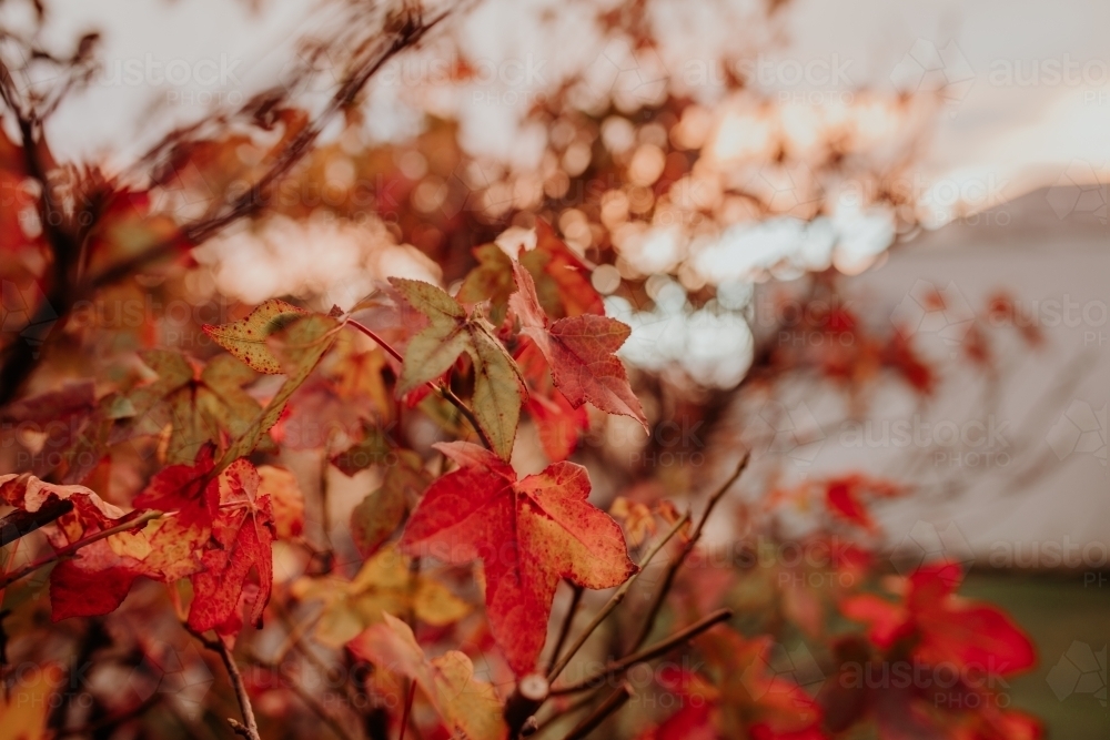 Close-up of red autumn foliage - Australian Stock Image