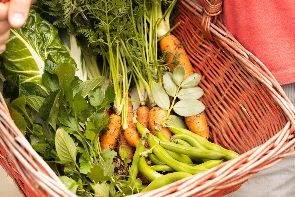 Close up of red basket with fresh picked vegetables - Australian Stock Image
