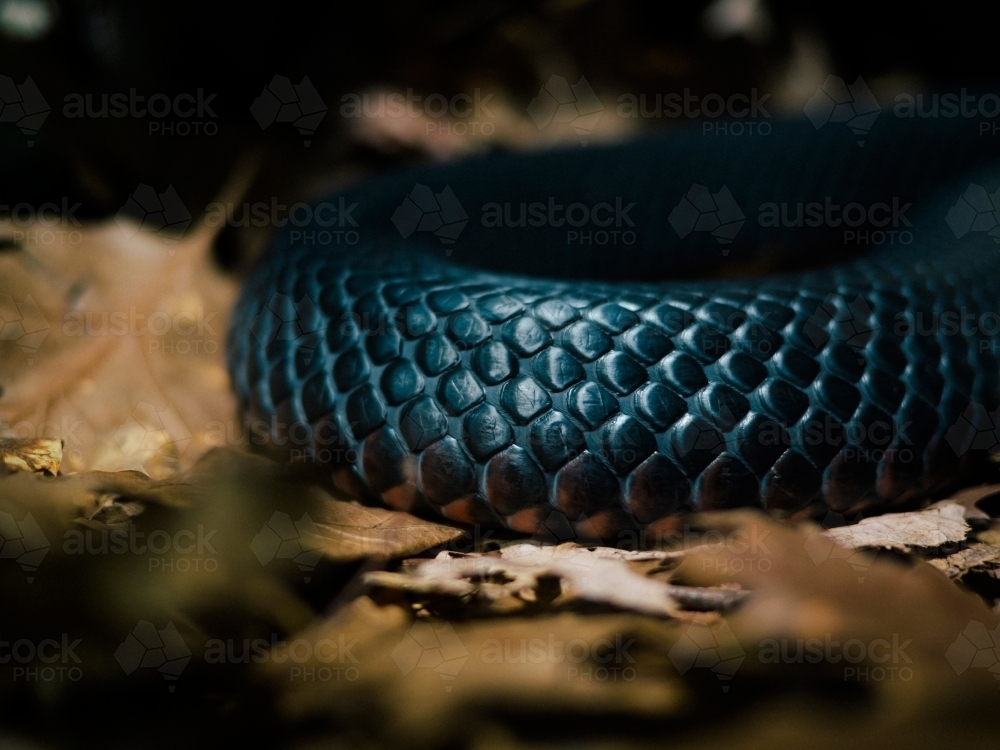 Close up of red belly black snake scales - Australian Stock Image