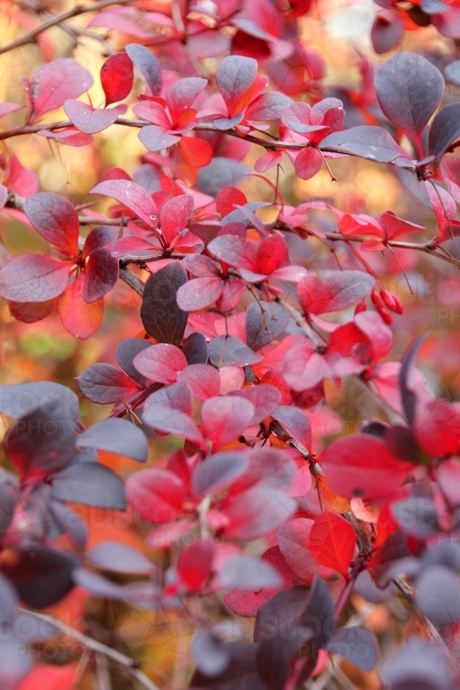 Close up of red berberis shrub - Australian Stock Image