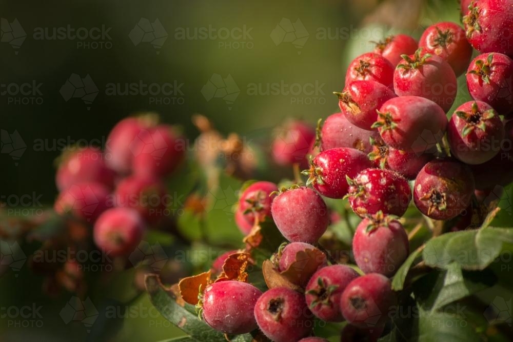 Close up of red berries - Australian Stock Image