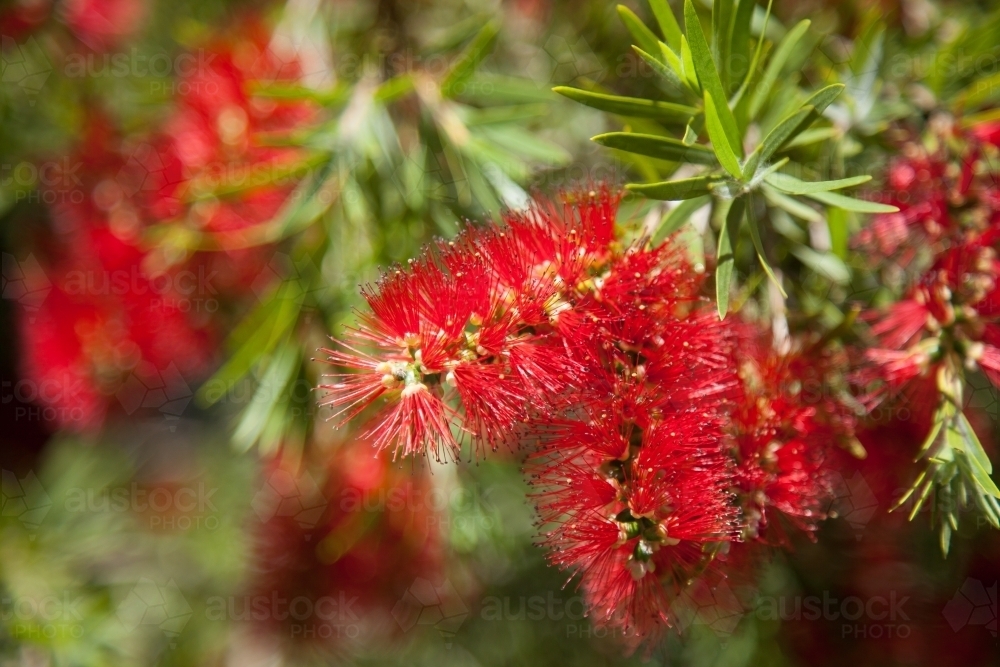 Close up of red bottlebrush flowers blooming on a bush - Australian Stock Image