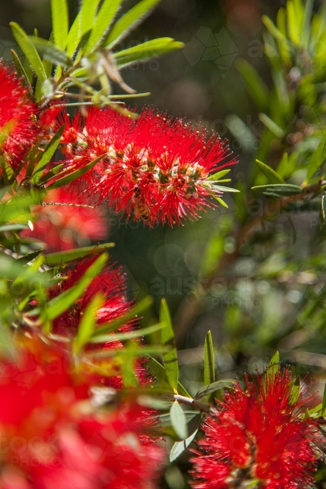 Close up of red bottlebrush flowers blooming on a bush - Australian Stock Image