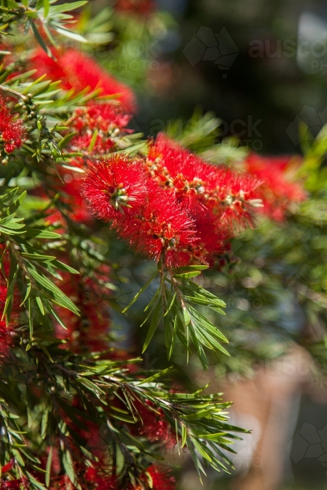 Close up of red bottlebrush flowers blooming on a bush - Australian Stock Image