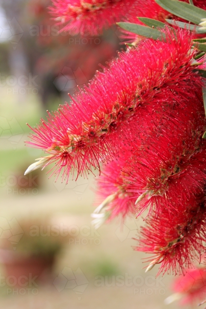 Close up of red bottlebrush in flower - Australian Stock Image