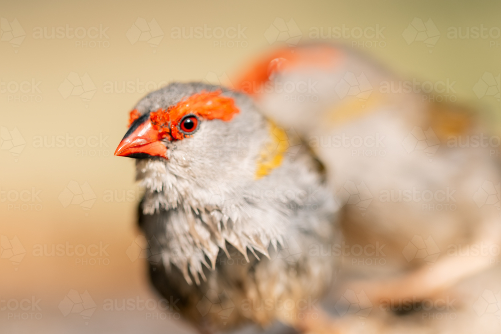 Close up of Red-browed finch standing on the edge of bird bath - Australian Stock Image