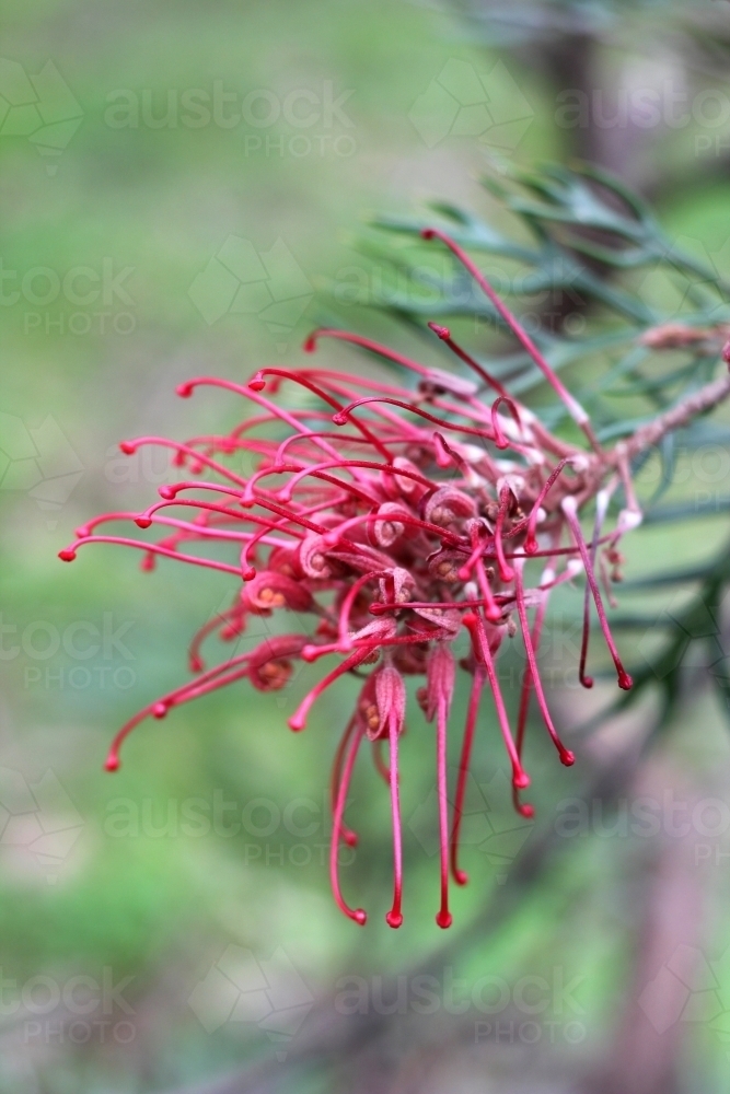 Close up of red grevillea flower - Australian Stock Image