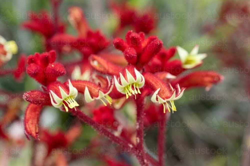 close up of red kangaroo paw flowers - Australian Stock Image