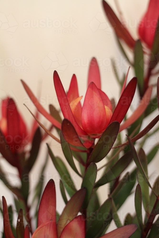 Close up of red leucadendron flower - Australian Stock Image