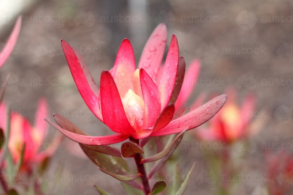 Close up of red leucadendron flower - Australian Stock Image