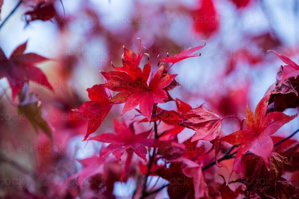 close up of red maple leaves in autumn - Australian Stock Image