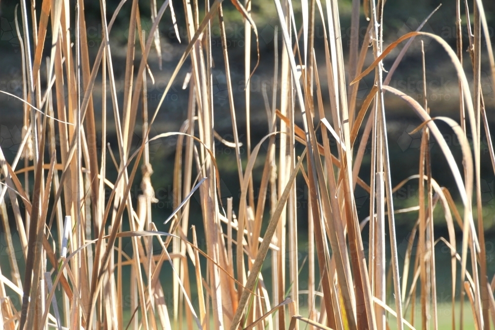 Close up of reeds on dam - Australian Stock Image