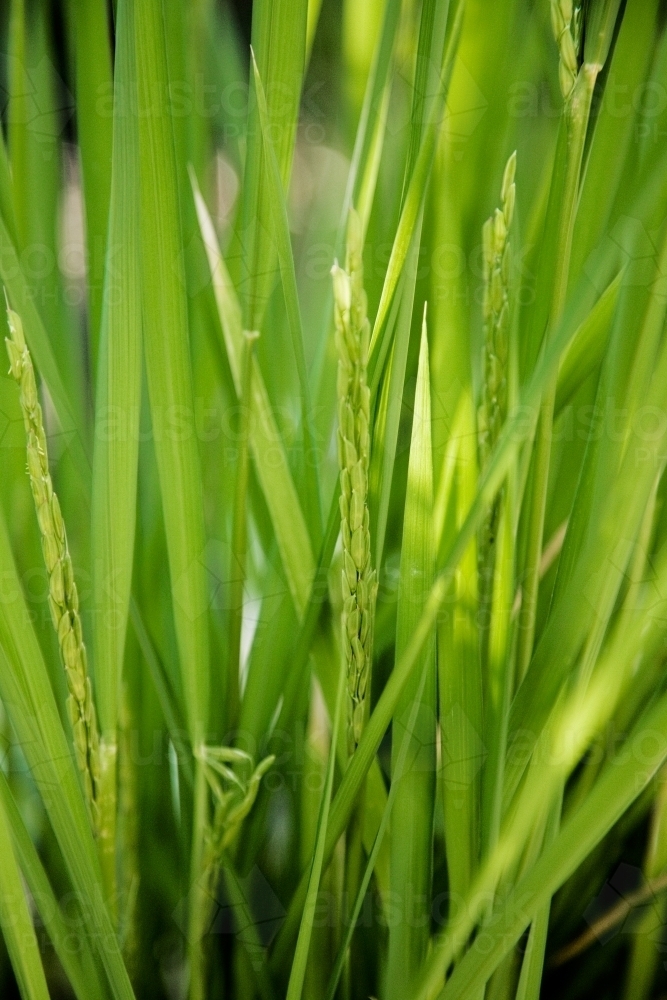 Close up of rice plants - Australian Stock Image