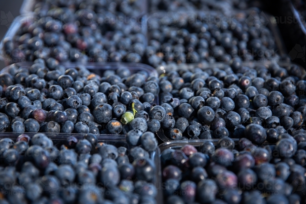 Really Ripe Blueberries Image of close up of ripe blueberries at the markets - Austockphoto