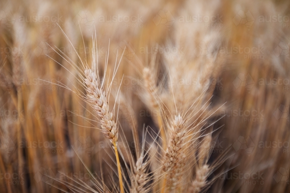Close up of ripe wheat head - Australian Stock Image