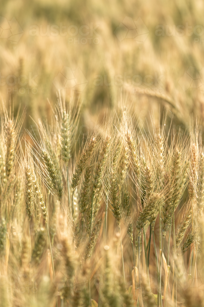 Close up of ripening wheat in rural field - Australian Stock Image