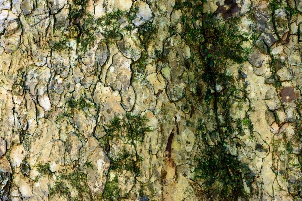Close up of rough patterned bark with green moss - Australian Stock Image