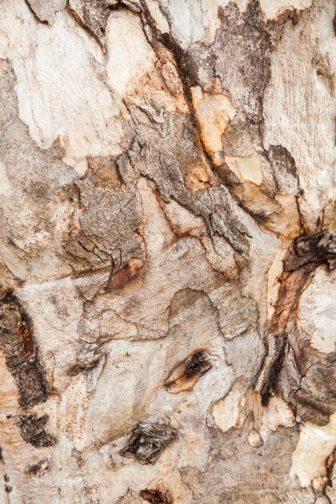 Close up of rough textured bark and trunk of a gum tree - Australian Stock Image