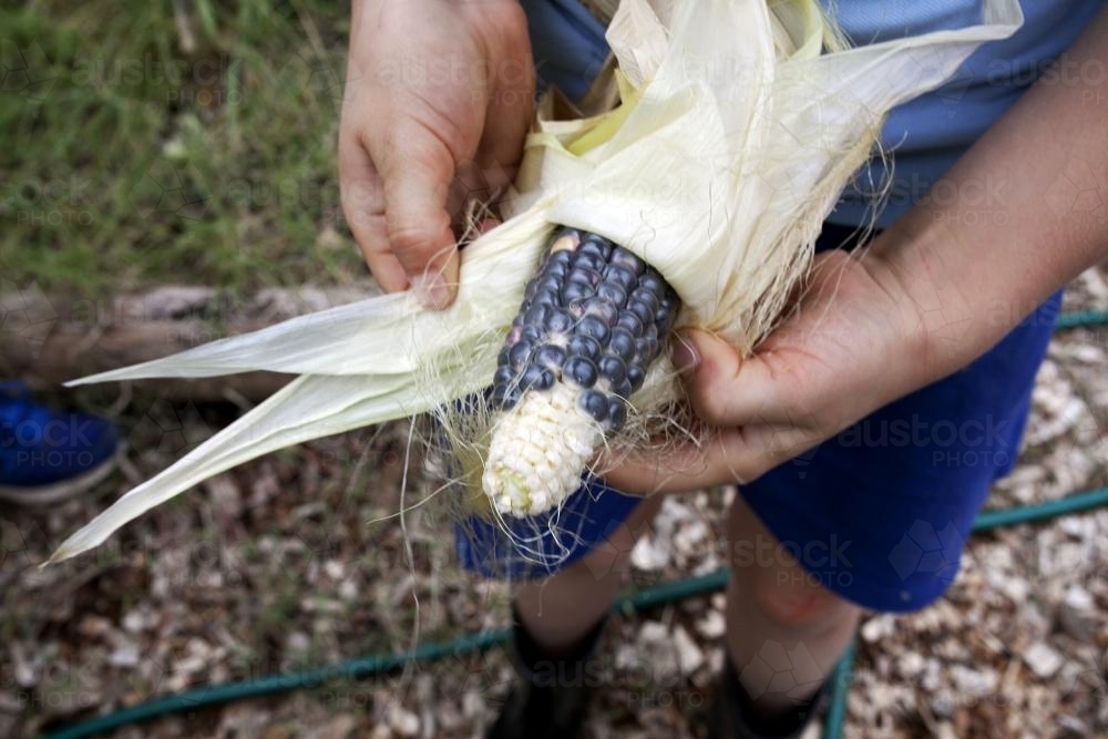 Close up of school kid peeling freshly picked corn - Australian Stock Image