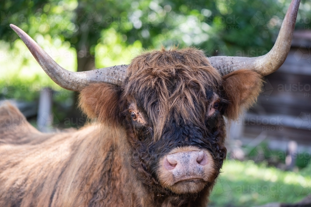 Close up of scottish highland calf in fenced pen - Australian Stock Image