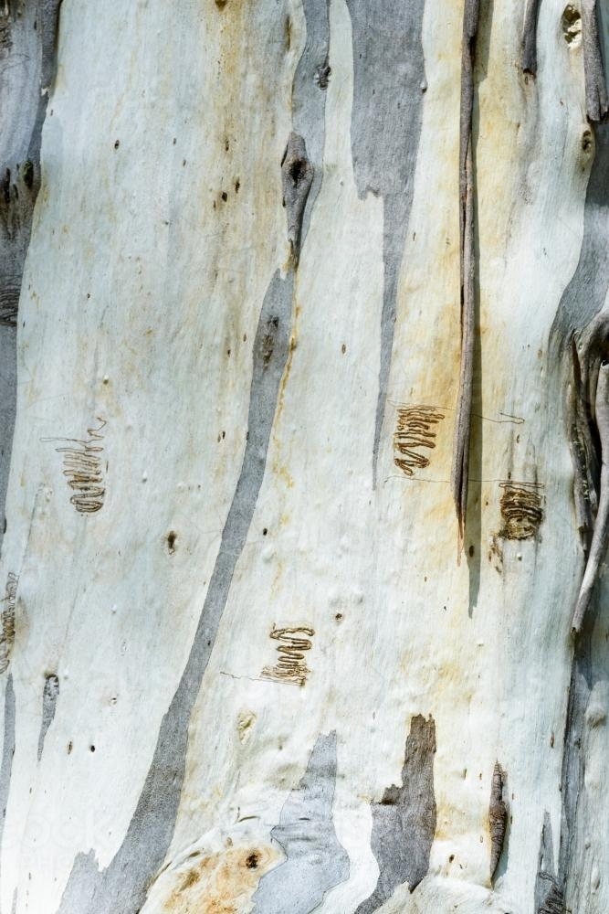 Close up of scribbly gum tree trunk with smooth texture and grey and white colouring - Australian Stock Image