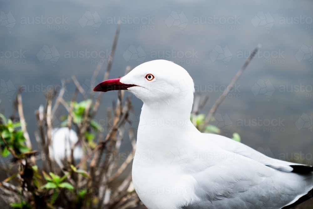 Close up of sea gull - Australian Stock Image