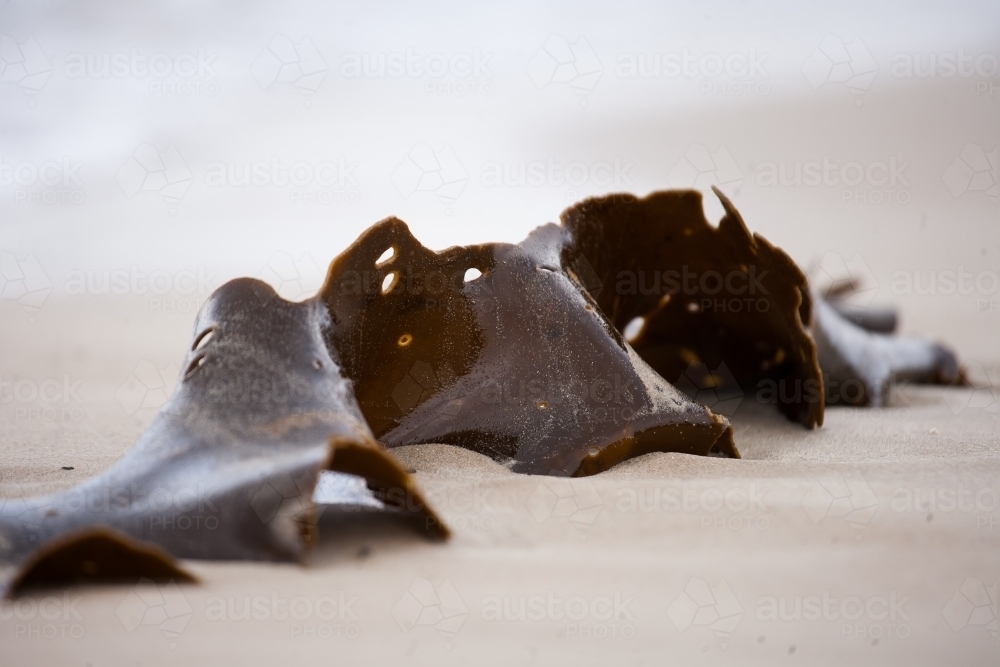 close up of seaweed on a beach - Australian Stock Image