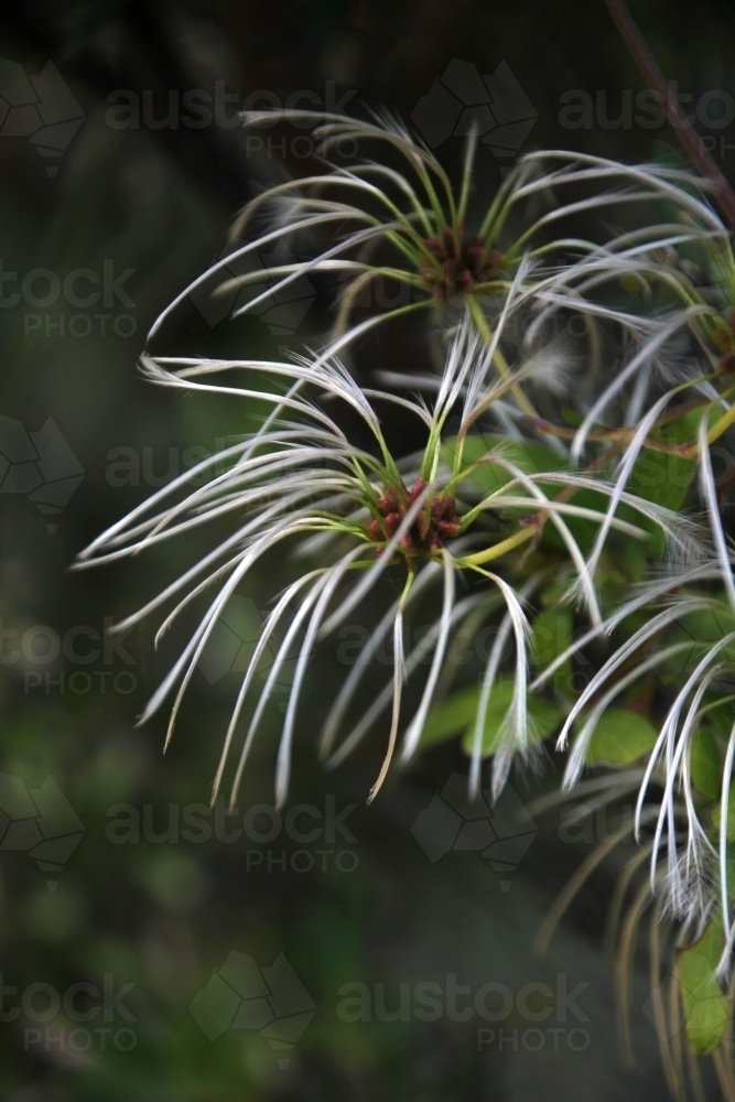 Close up of seed head on the clematis plant - Australian Stock Image