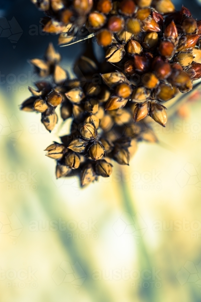Close up of seed pod in bush - Australian Stock Image
