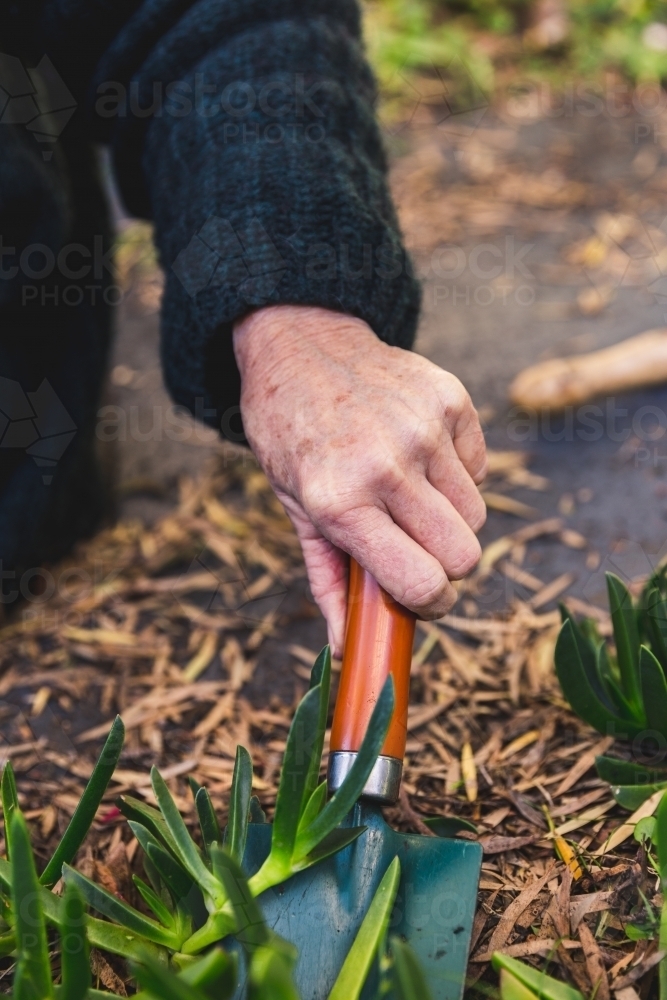 Close up of senior woman gardening, digging up native pigface succulent - Australian Stock Image