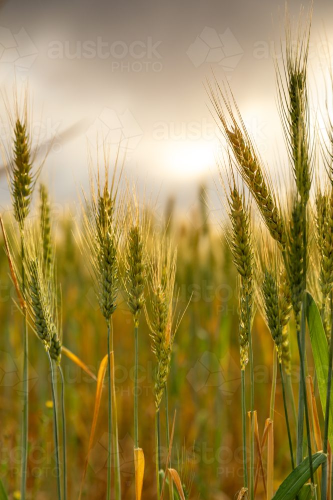 Close up of separated green wheat stalks - Australian Stock Image