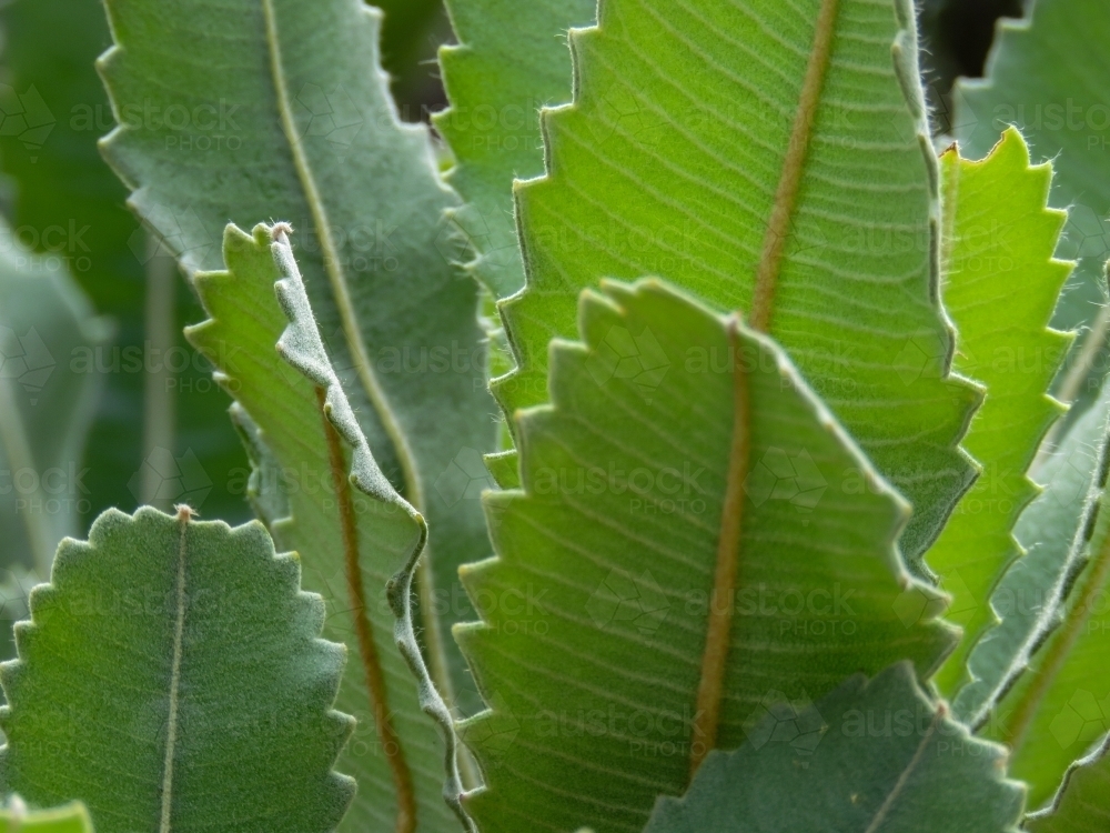 Close up of serrated Banksia leaves - Australian Stock Image