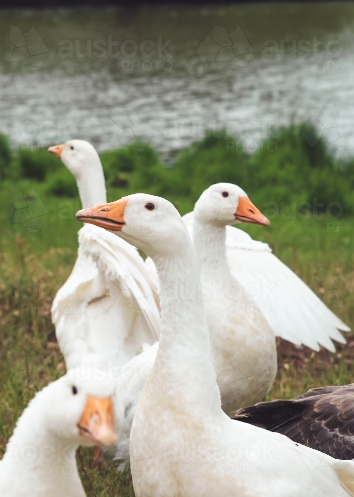 Close up of several geese sitting next to a dam - Australian Stock Image