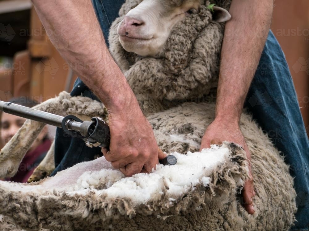 Close up of shearer shearing a sheep : Austockphoto Close up of shearer shearing a sheep - Australian Stock Image