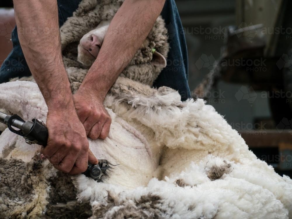 Close up of shearer shearing a sheep - Australian Stock Image