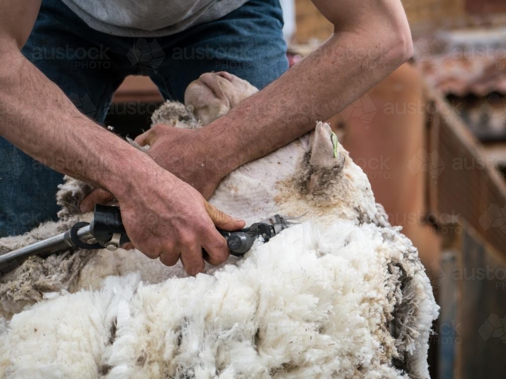 Close up of shearer shearing the underside of a sheep - Australian Stock Image