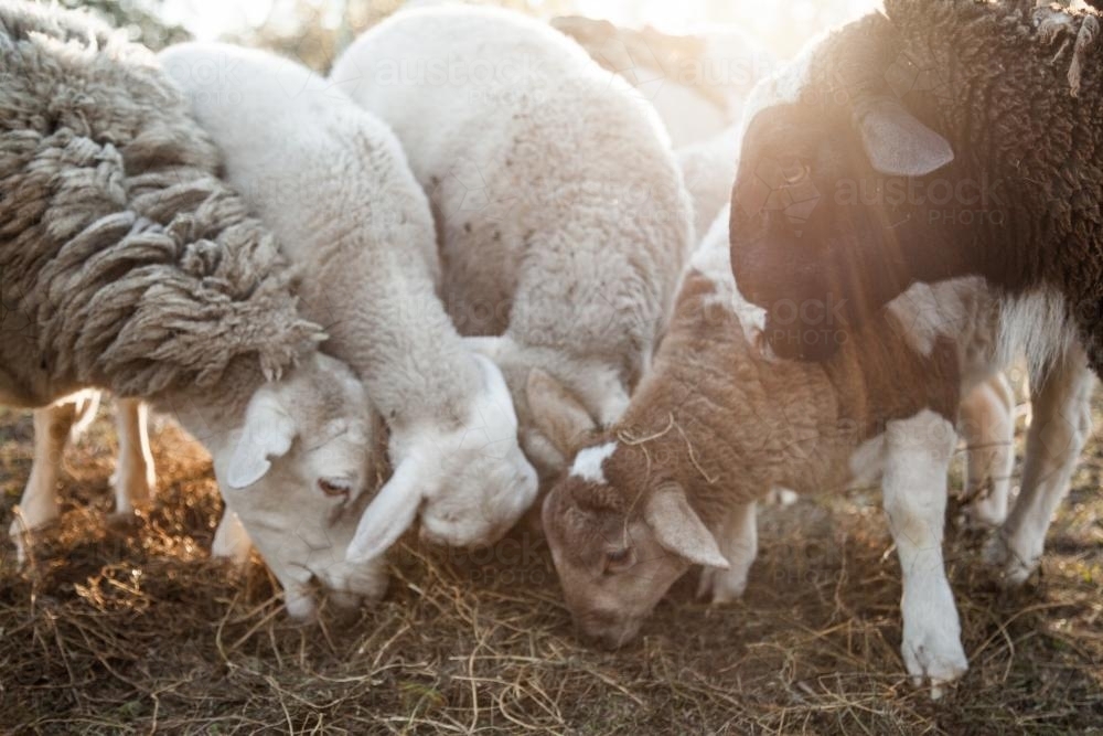 close up of sheep and lambs eating hay on a sunlit morning - Australian Stock Image
