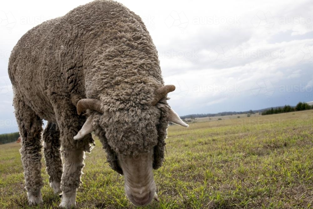 Close up of sheep eating grass in a paddock - Australian Stock Image