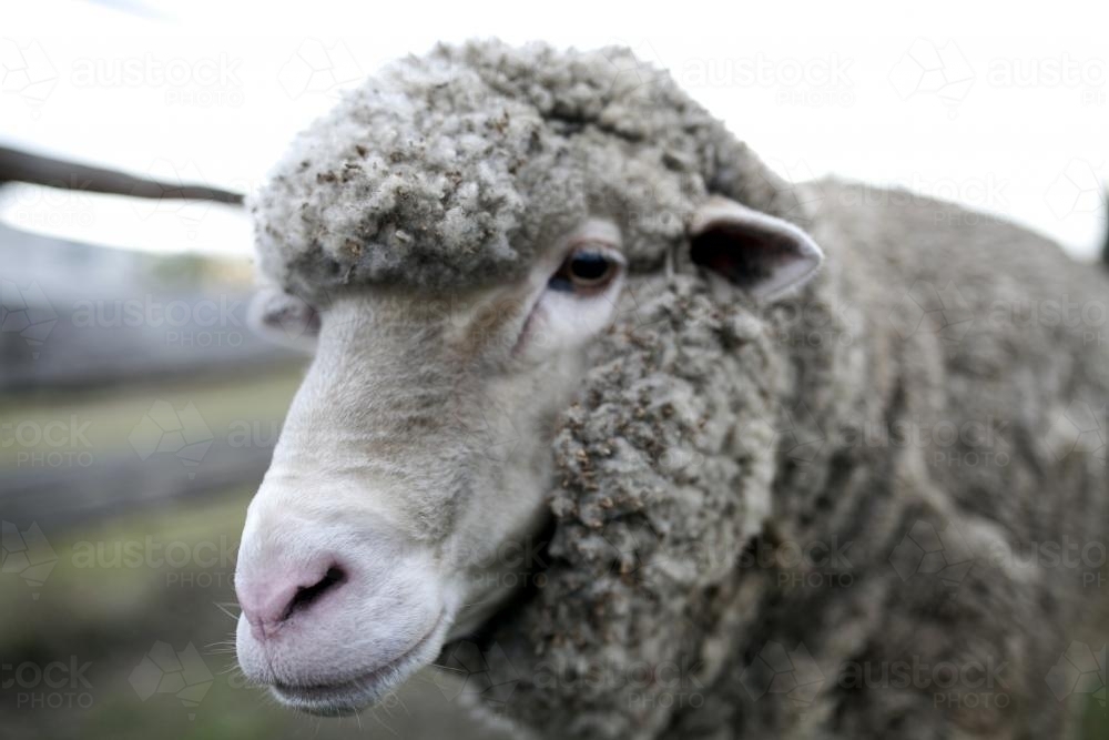 Close up of sheep head on overcast day - Australian Stock Image