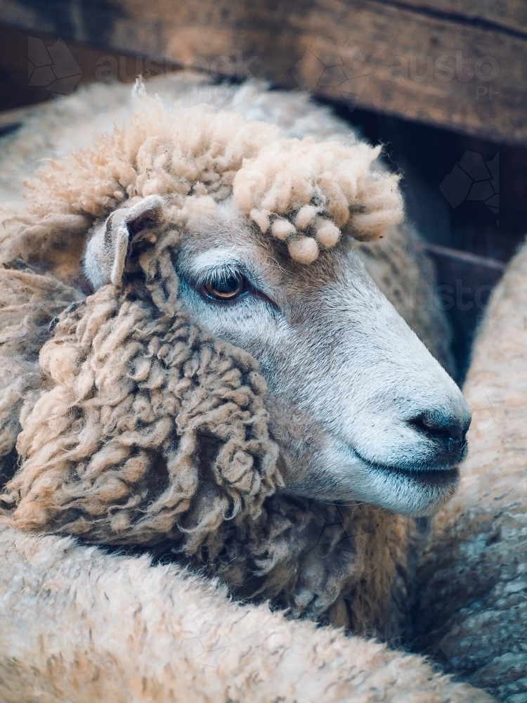 Close up of sheep in the pens - Australian Stock Image
