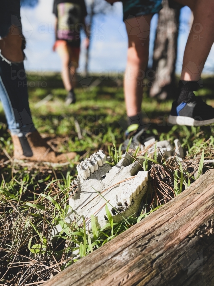 Close up of Sheep skull lying on ground amongst logs and grass with people standing behind - Australian Stock Image