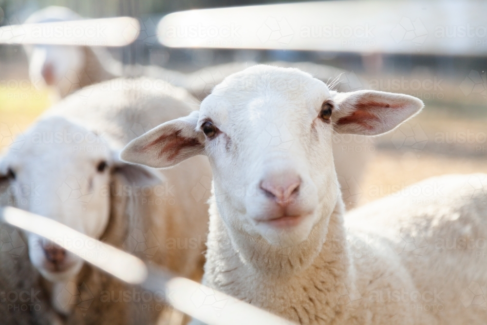 Close up of sheep with white wool and large ears - Australian Stock Image