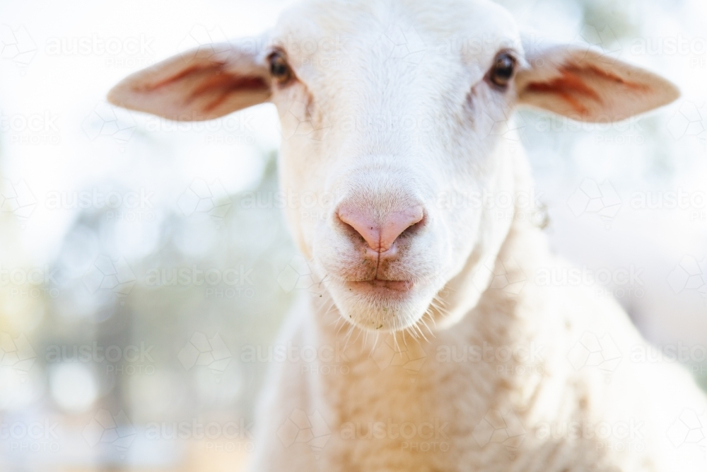 Close up of sheep with white wool and large ears - Australian Stock Image